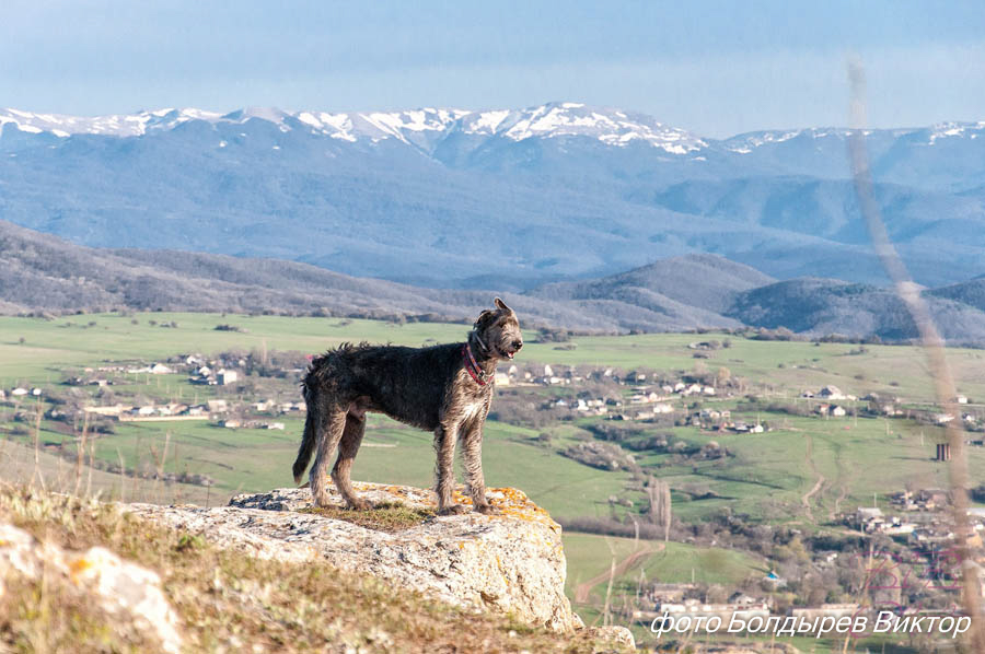 Irish Wolfhound. Kennel Tsarskaja Prihot