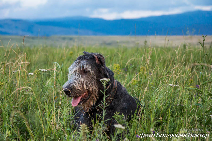 Irish Wolfhound. Kennel Tsarskaja Prihot