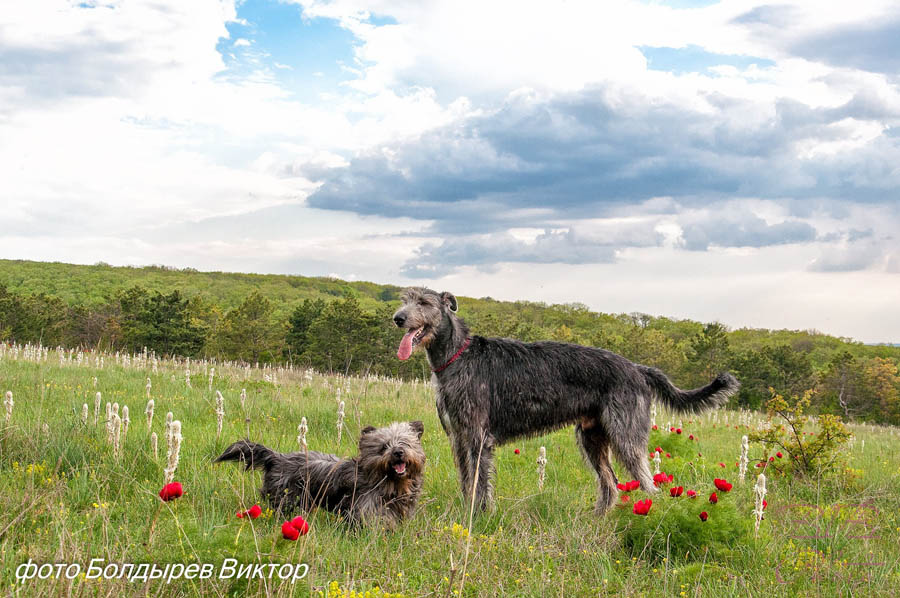 Irish Wolfhound. Kennel Tsarskaja Prihot