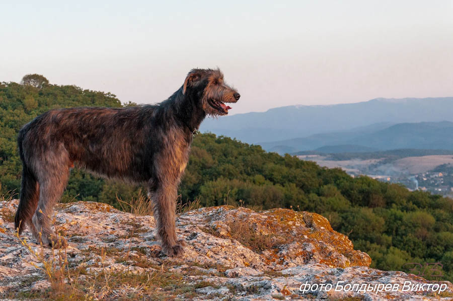 Irish Wolfhound. Kennel Tsarskaja Prihot