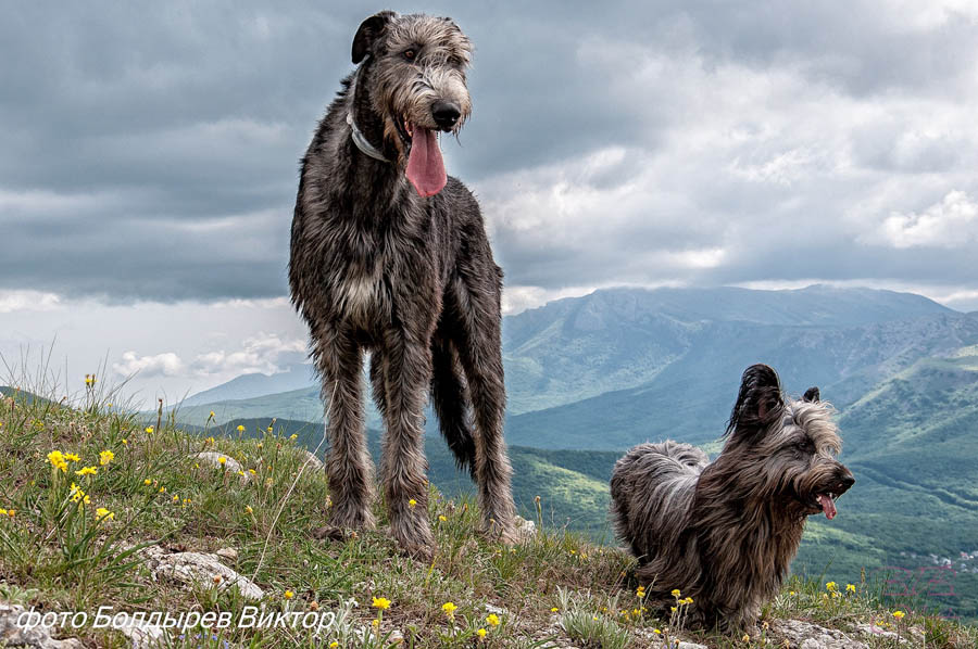 Irish Wolfhound. Kennel Tsarskaja Prihot