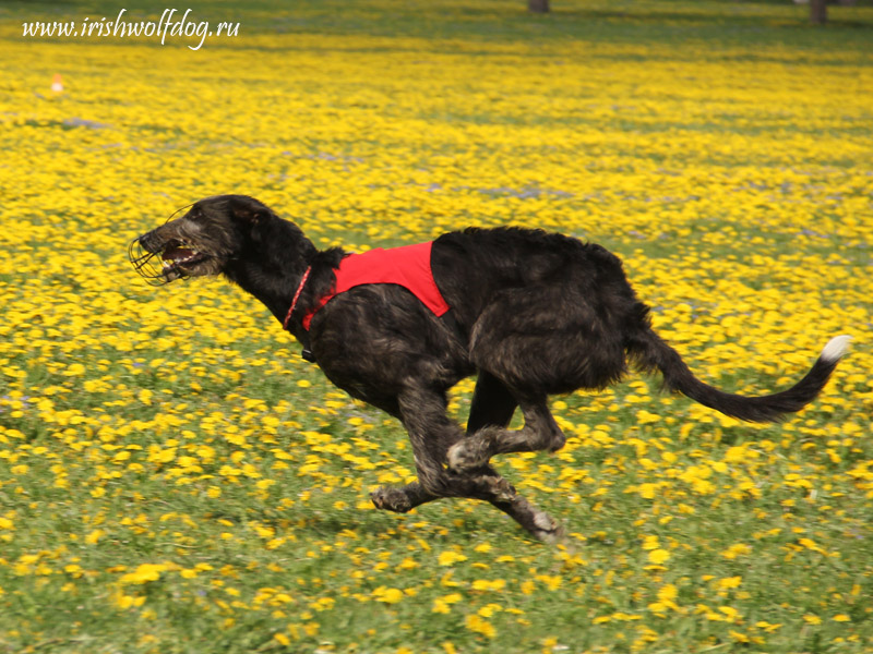 Irish Wolfhound. Kennel Tsarskaja Prihot