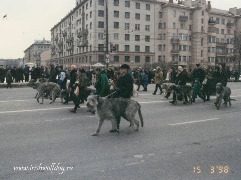 Ирландский волкодав