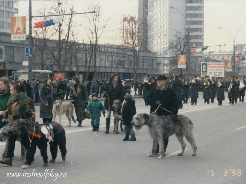 Ирландский волкодав