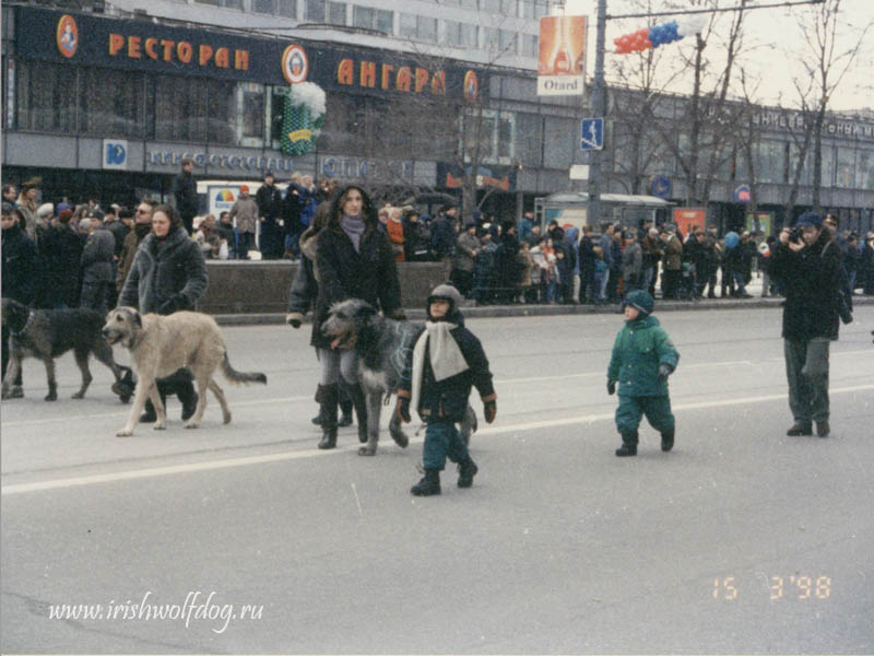 Ирландский волкодав