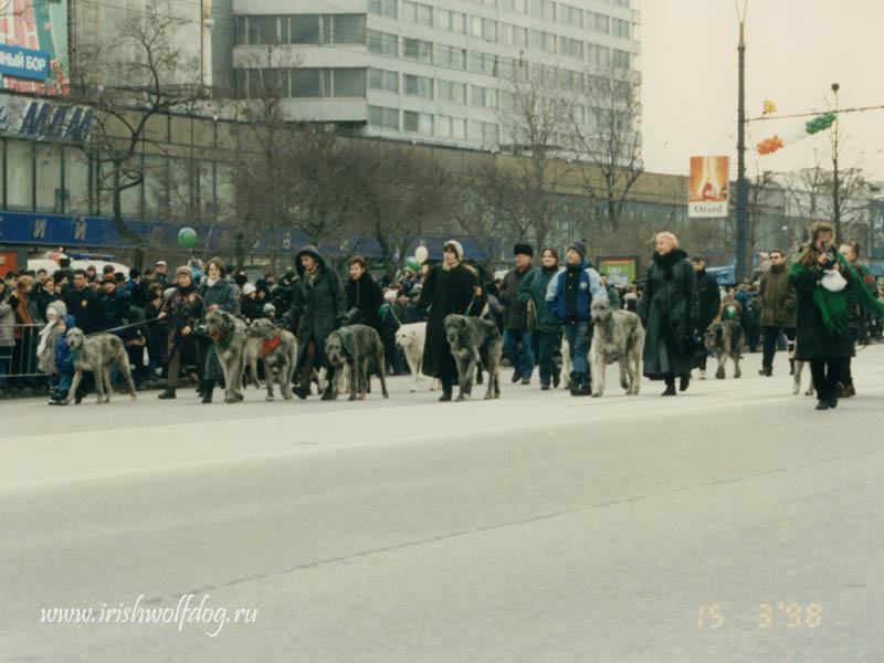 Ирландский волкодав