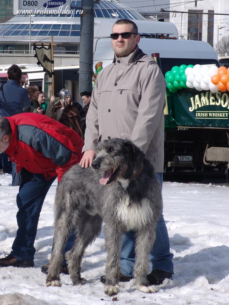 Irish Wolfhound. Kennel Tsarskaja Prihot