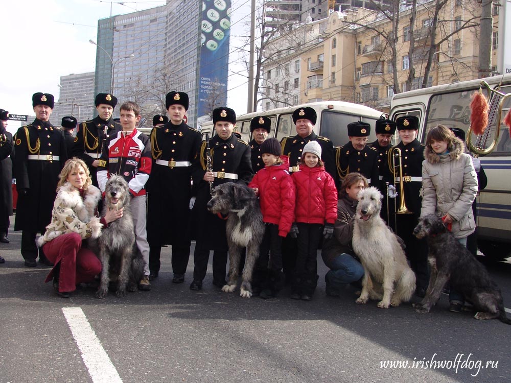 Ирландский волкодав