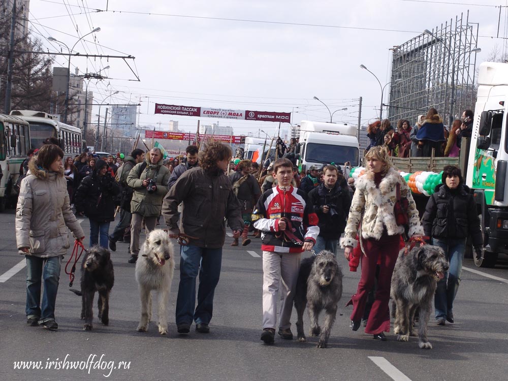 Ирландский волкодав