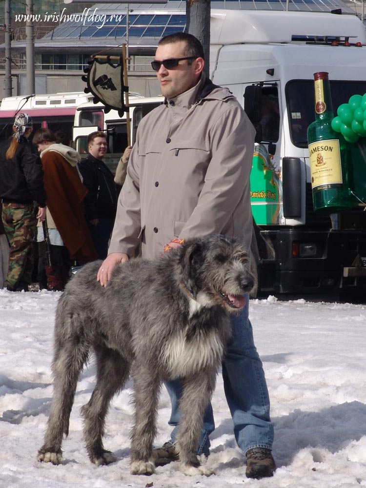 Irish Wolfhound. Kennel Tsarskaja Prihot