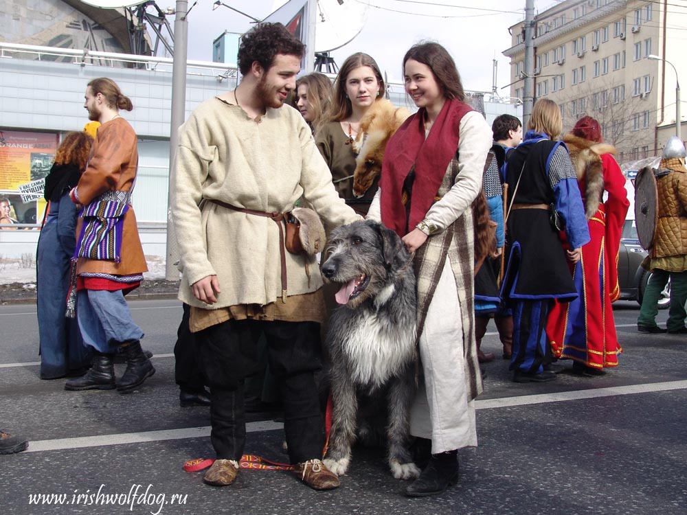 Irish Wolfhound. Kennel Tsarskaja Prihot