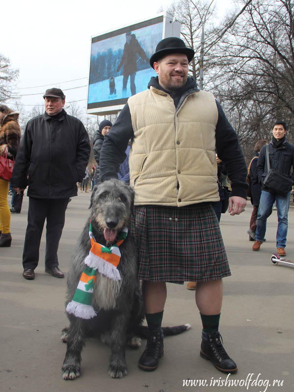 Ирландский волкодав