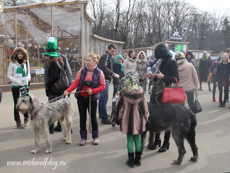 Ирландский волкодав