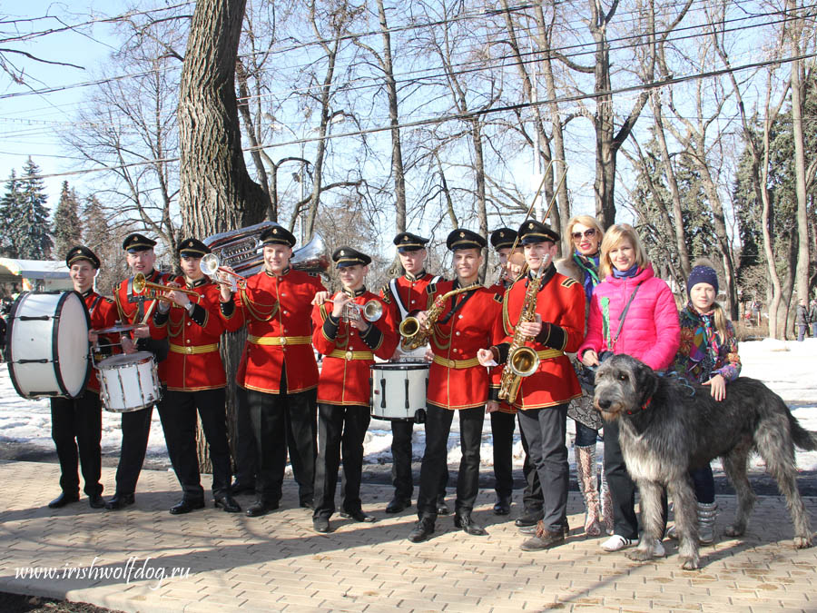 Ирландский волкодав. Питомник 