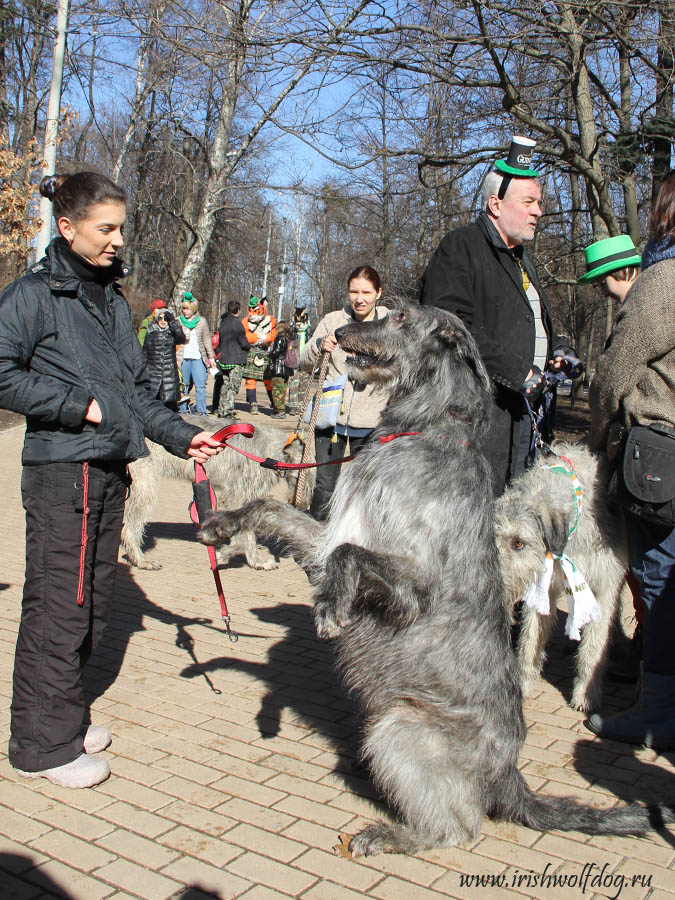 Ирландский волкодав