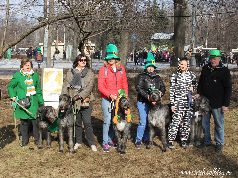 Irish Wolfhound. Kennel Tsarskaja Prihot