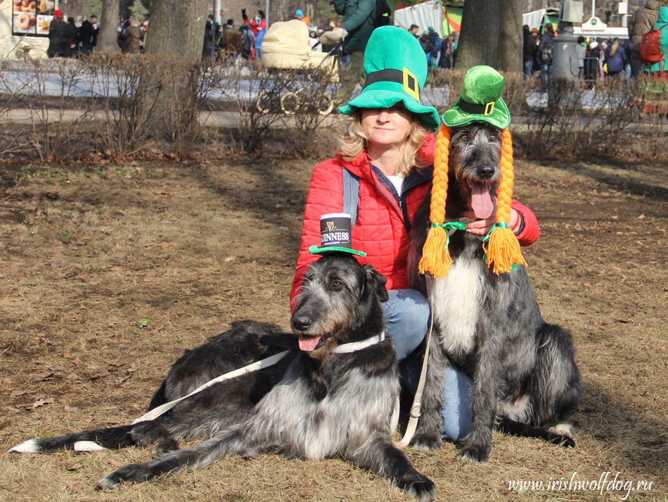 Irish Wolfhound. Kennel Tsarskaja Prihot