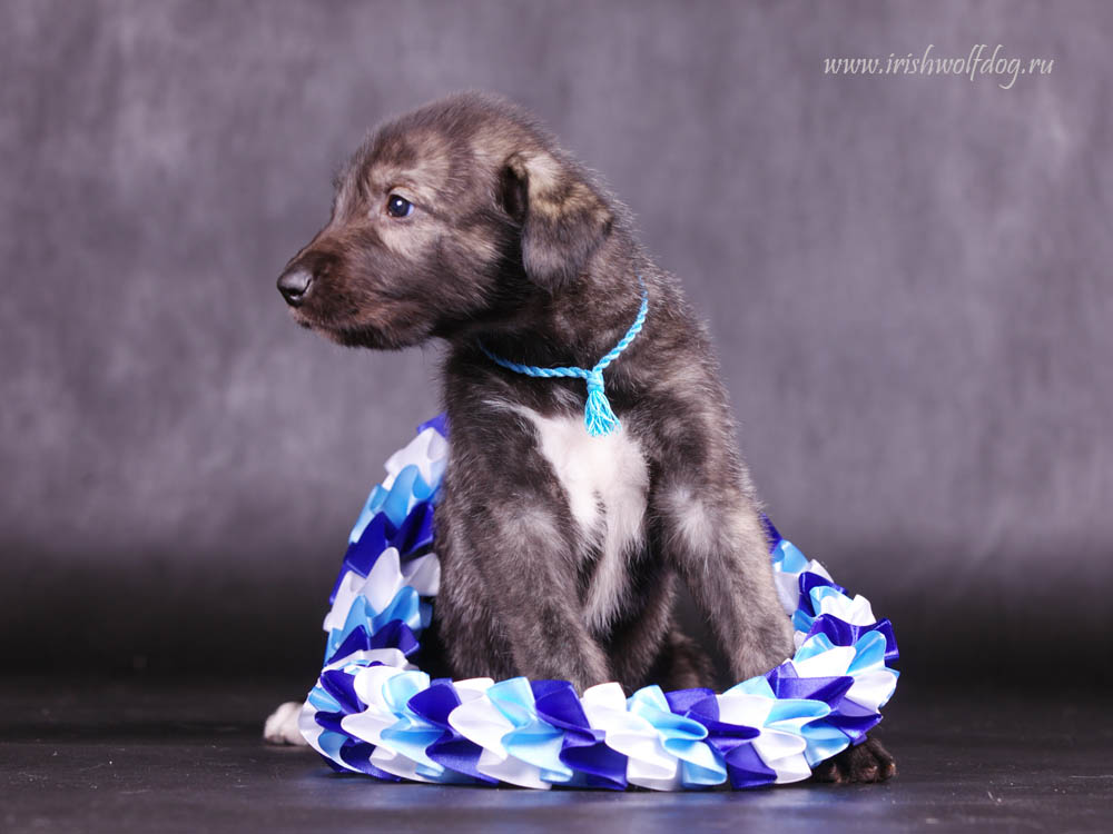 Irish Wolfhound. Kennel Tsarskaja Prihot