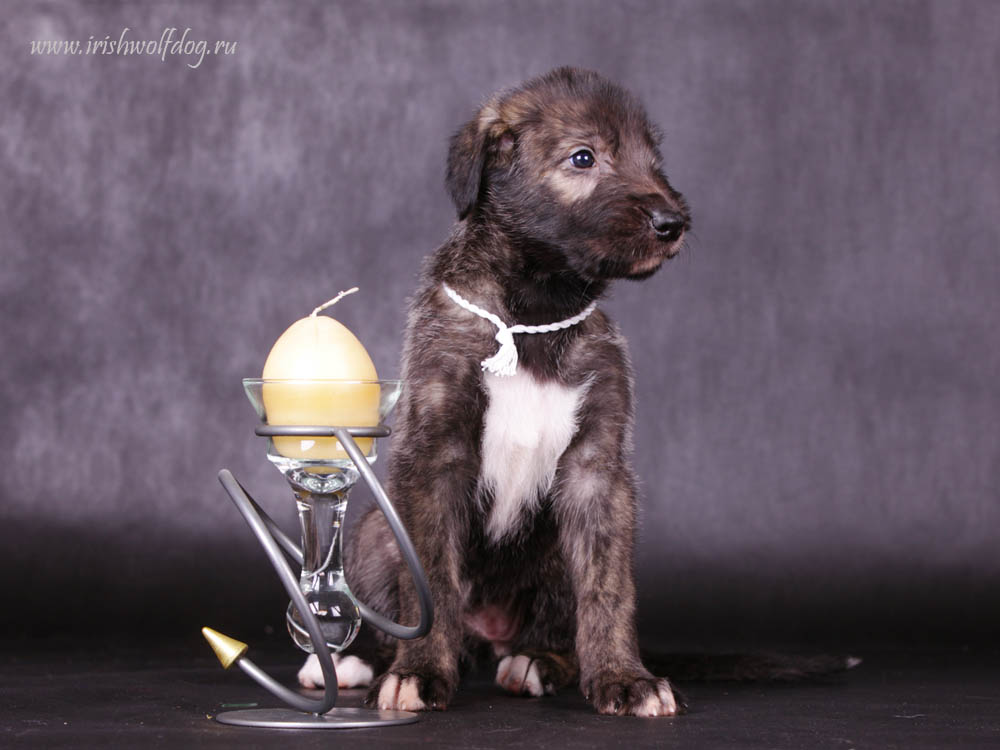 Irish Wolfhound. Kennel Tsarskaja Prihot