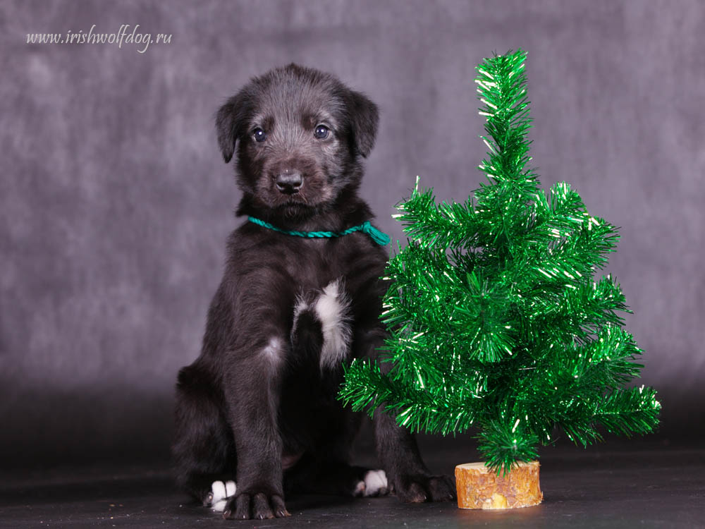 Irish Wolfhound. Kennel Tsarskaja Prihot