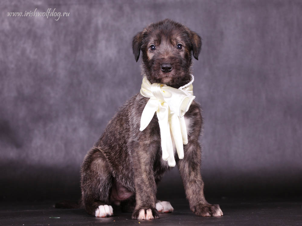 Irish Wolfhound. Kennel Tsarskaja Prihot