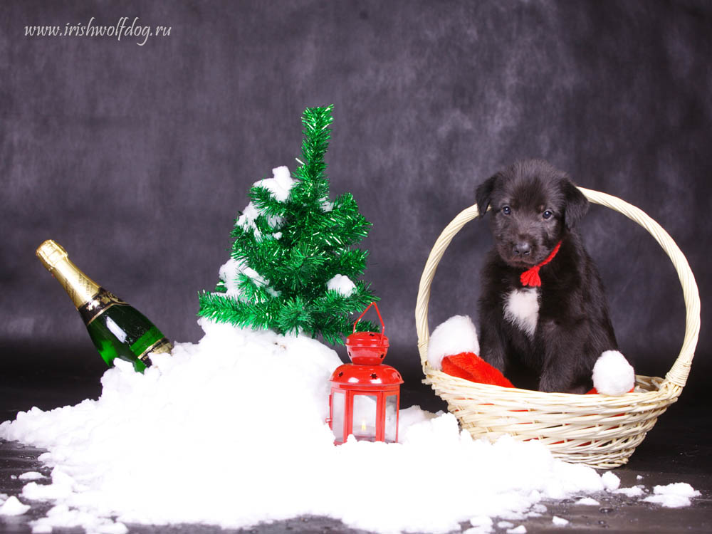 Irish Wolfhound. Kennel Tsarskaja Prihot