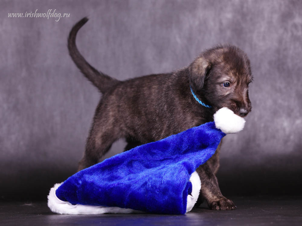 Irish Wolfhound. Kennel Tsarskaja Prihot