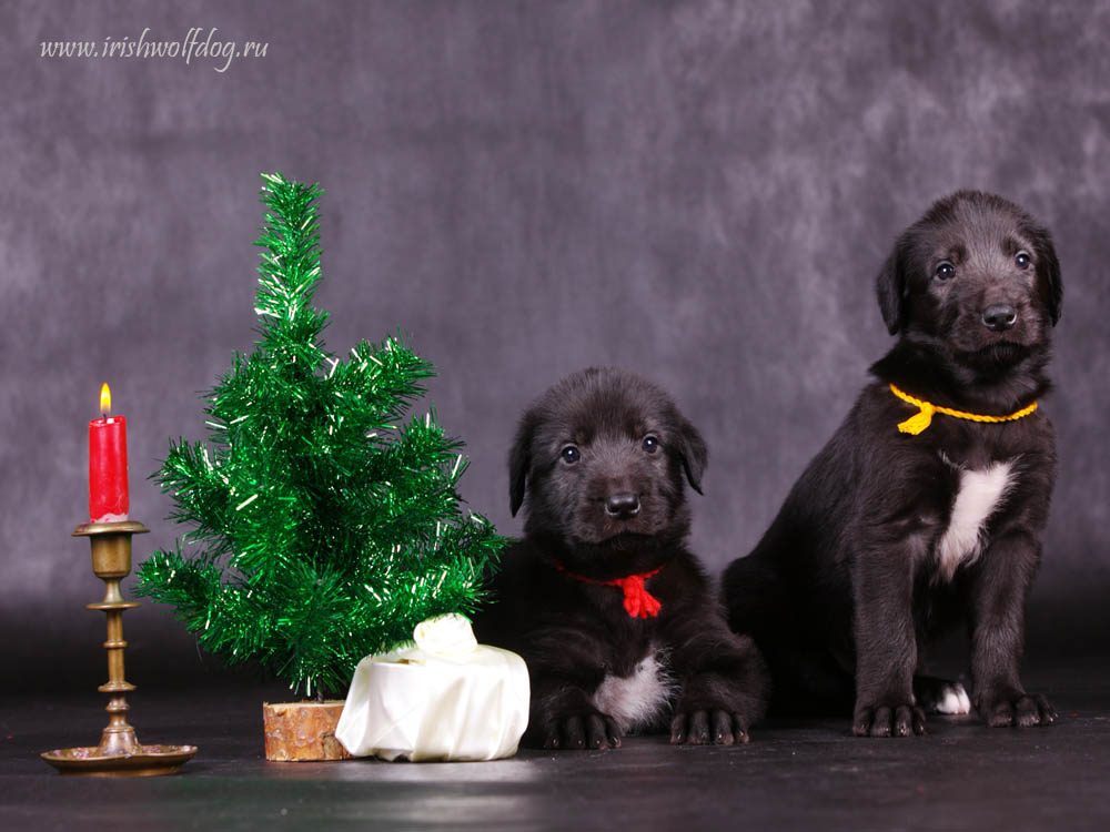 Irish Wolfhound. Kennel Tsarskaja Prihot