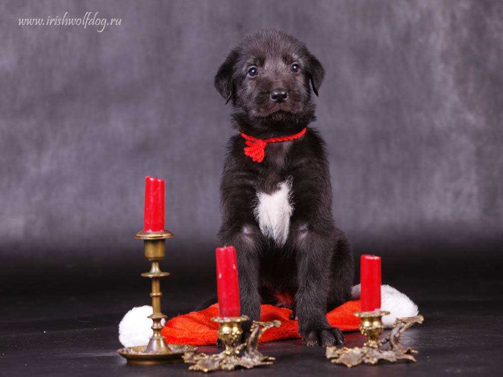 Irish Wolfhound. Kennel Tsarskaja Prihot