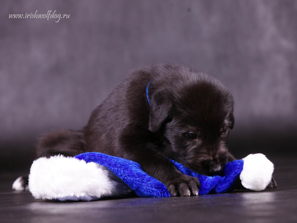 Irish Wolfhound. Kennel Tsarskaja Prihot