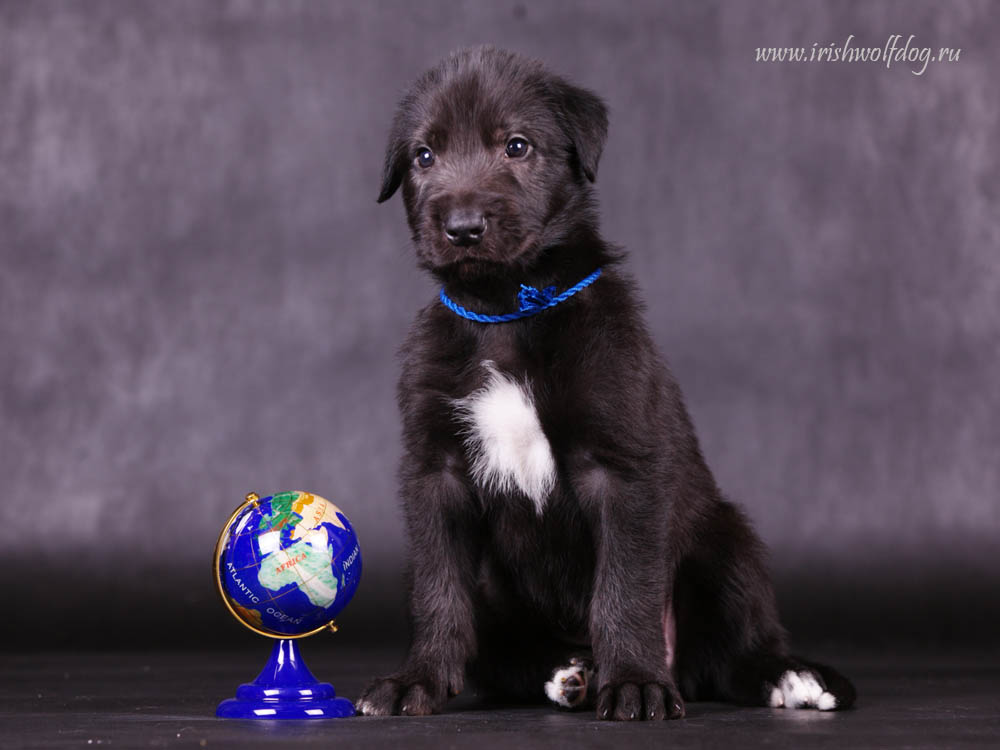 Irish Wolfhound. Kennel Tsarskaja Prihot