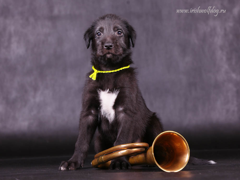 Irish Wolfhound. Kennel Tsarskaja Prihot