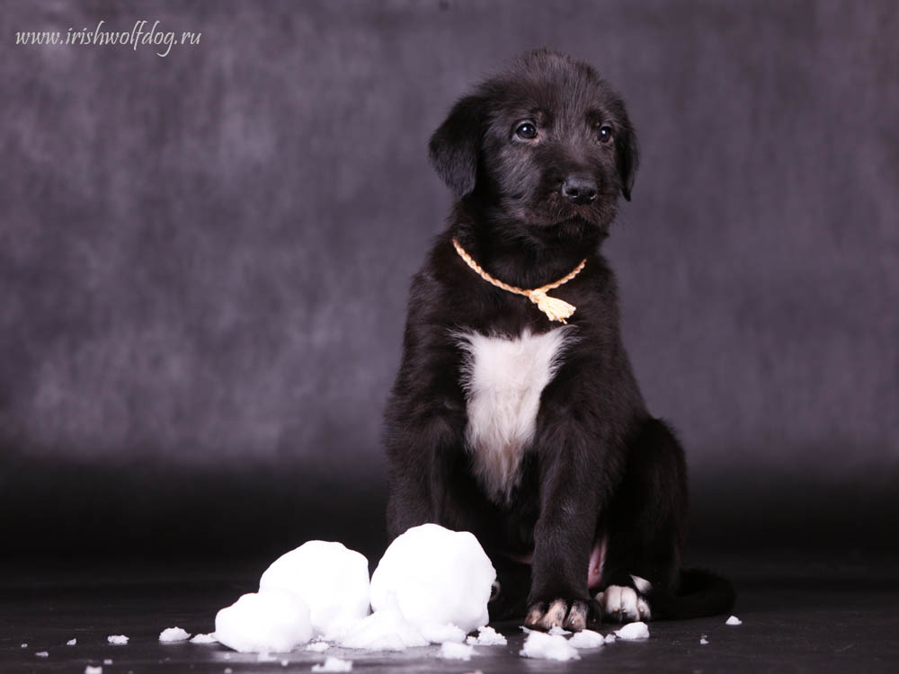 Irish Wolfhound. Kennel Tsarskaja Prihot