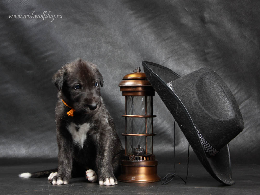 Irish Wolfhound. Kennel Tsarskaja Prihot