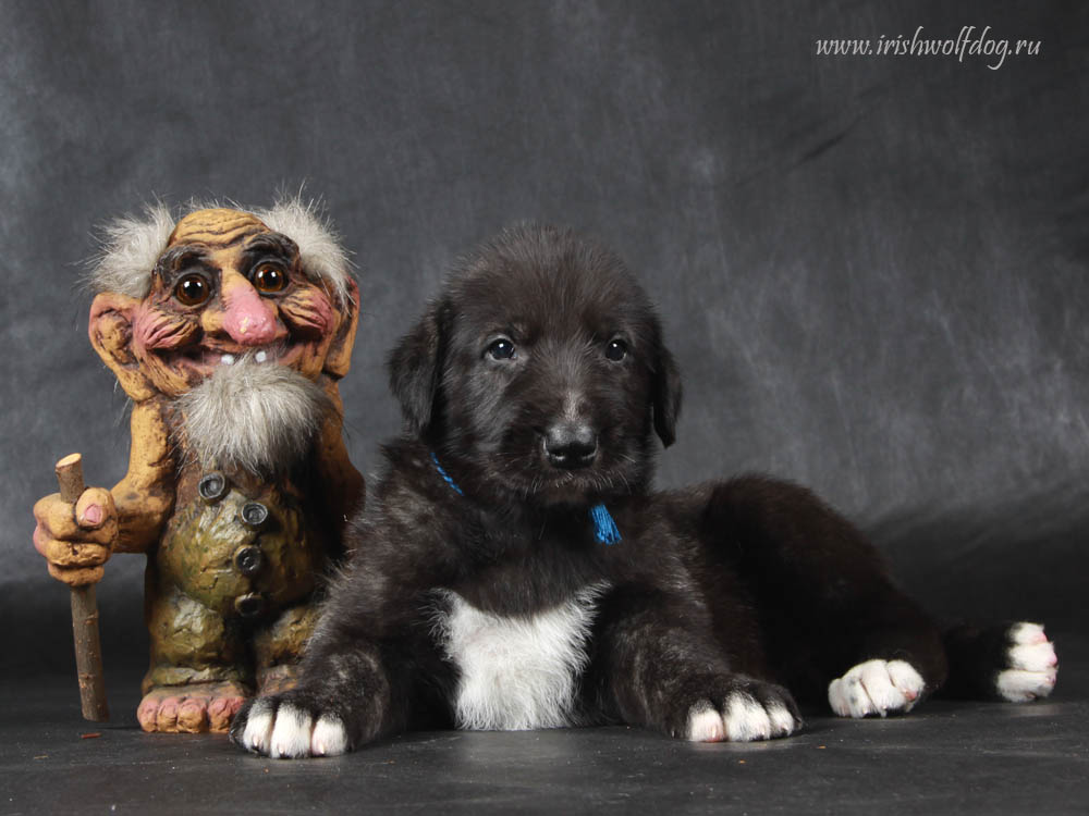 Irish Wolfhound. Kennel Tsarskaja Prihot