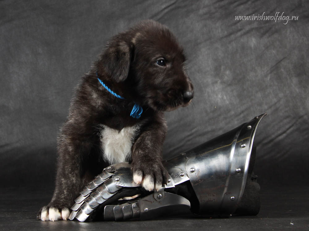 Irish Wolfhound. Kennel Tsarskaja Prihot