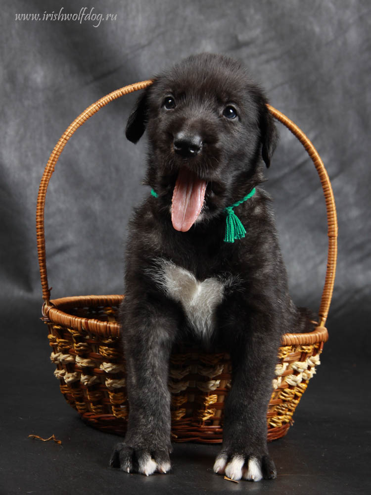 Irish Wolfhound. Kennel Tsarskaja Prihot