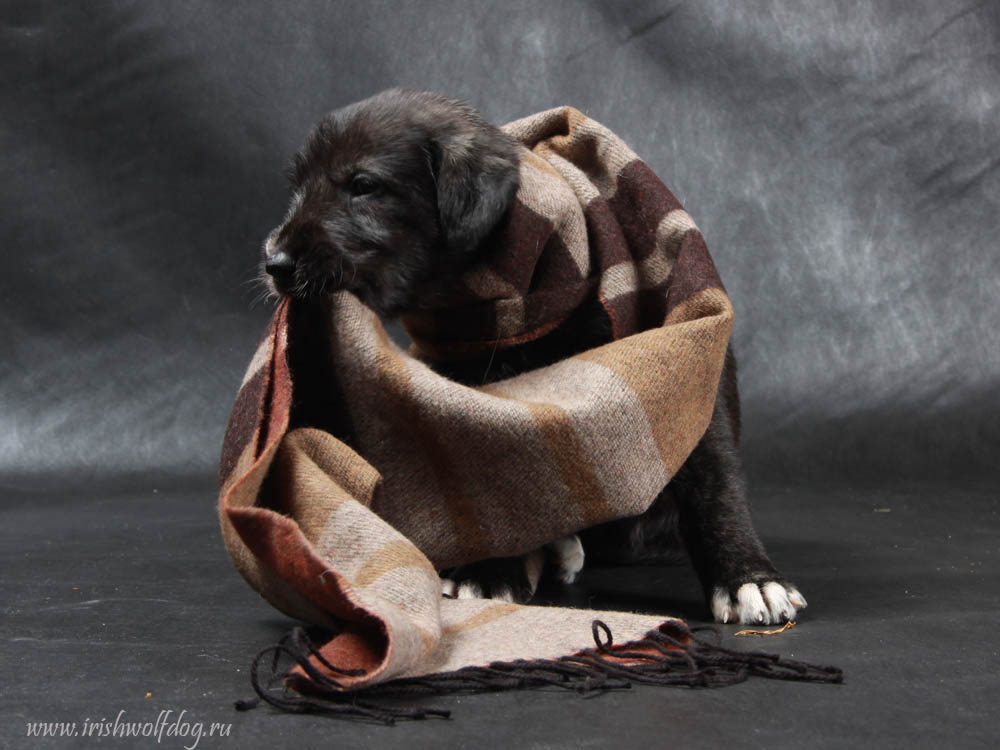 Irish Wolfhound. Kennel Tsarskaja Prihot