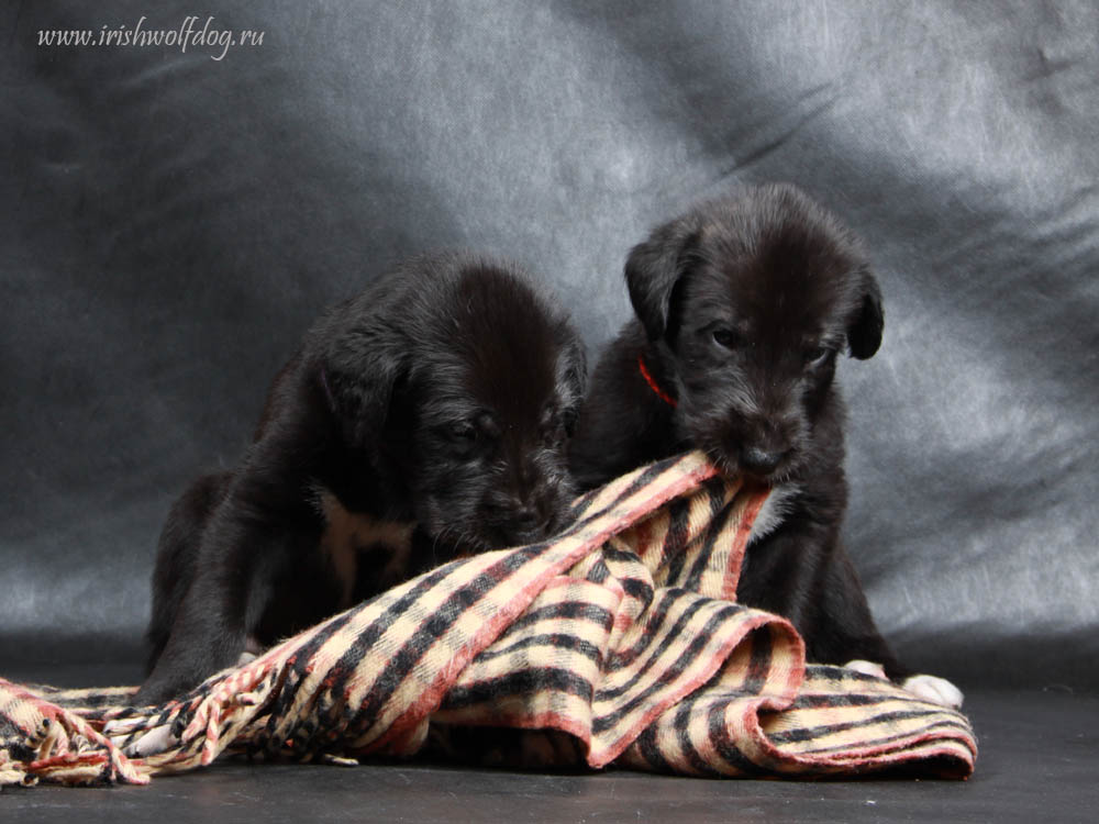 Irish Wolfhound. Kennel Tsarskaja Prihot