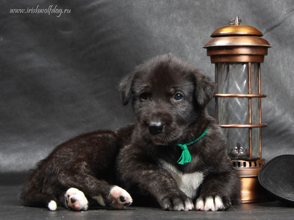 Irish Wolfhound. Kennel Tsarskaja Prihot