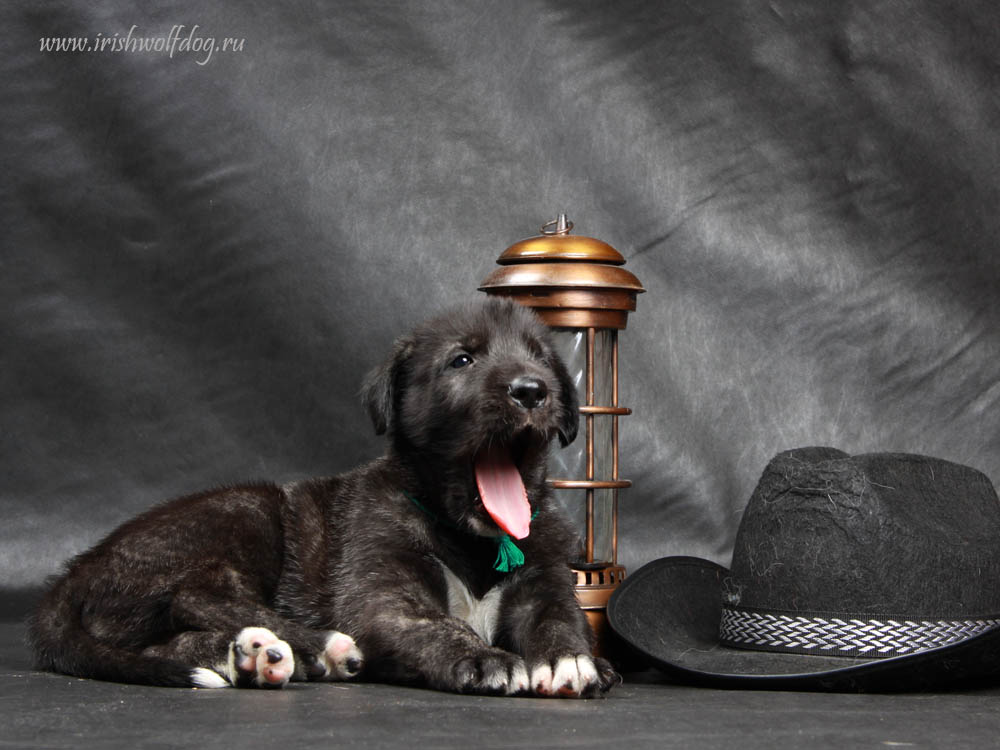 Irish Wolfhound. Kennel Tsarskaja Prihot