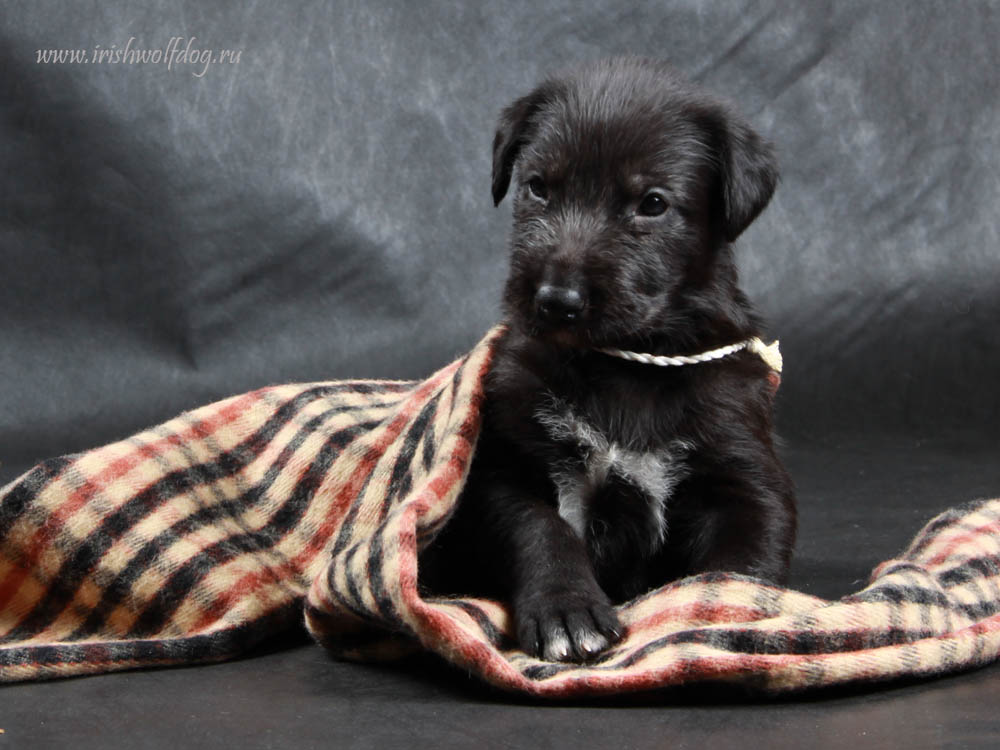 Irish Wolfhound. Kennel Tsarskaja Prihot