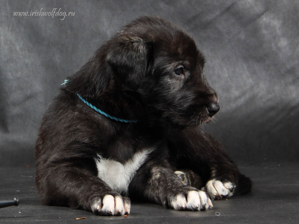 Irish Wolfhound. Kennel Tsarskaja Prihot