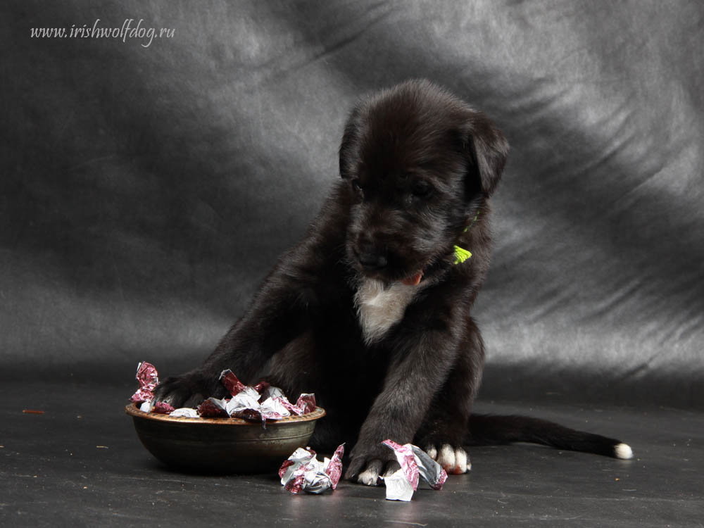 Irish Wolfhound. Kennel Tsarskaja Prihot