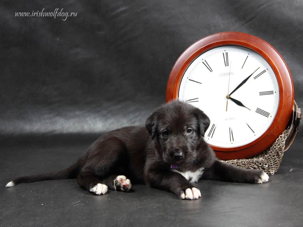 Irish Wolfhound. Kennel Tsarskaja Prihot