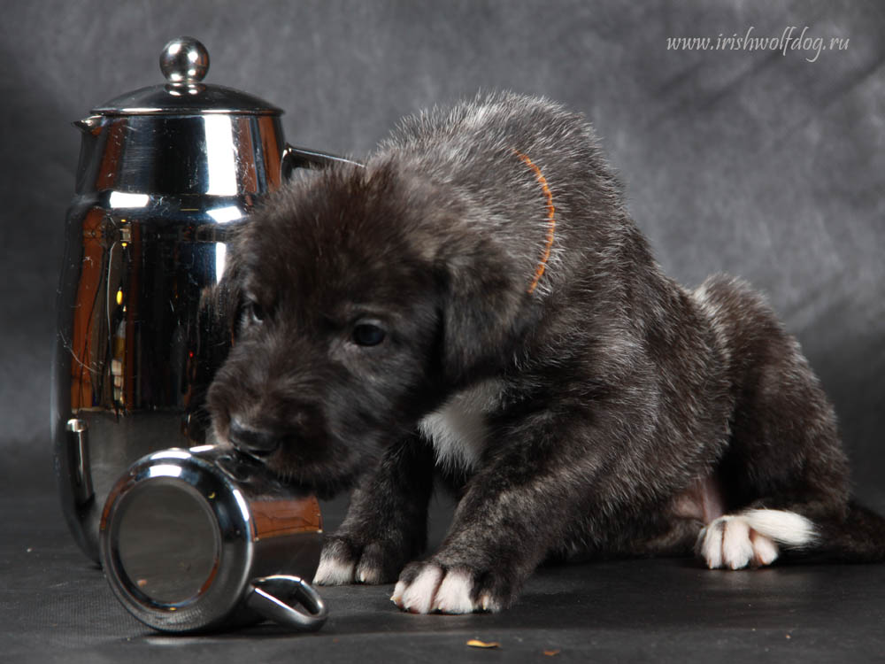 Irish Wolfhound. Kennel Tsarskaja Prihot