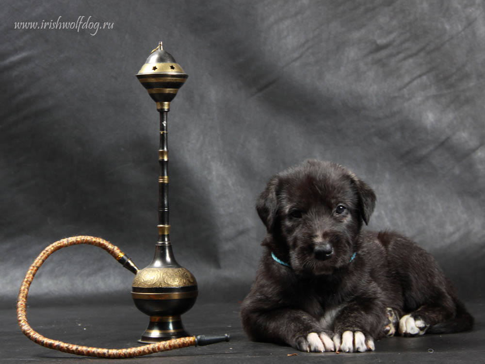 Irish Wolfhound. Kennel Tsarskaja Prihot